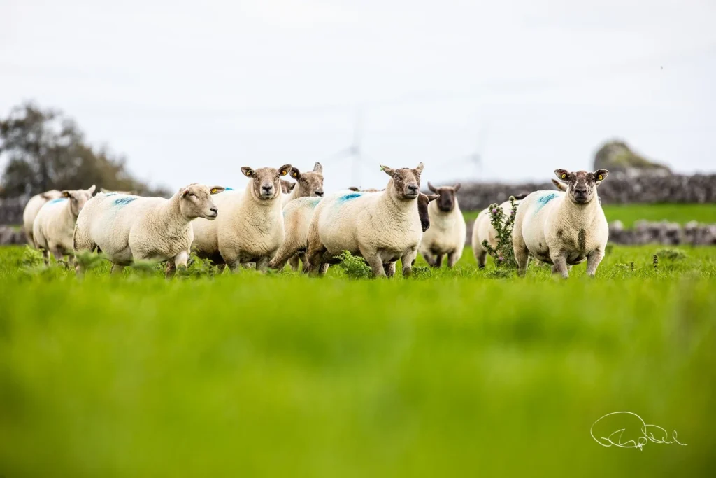 Agri businesswoman recognised for ‘bringing choice to farmers’